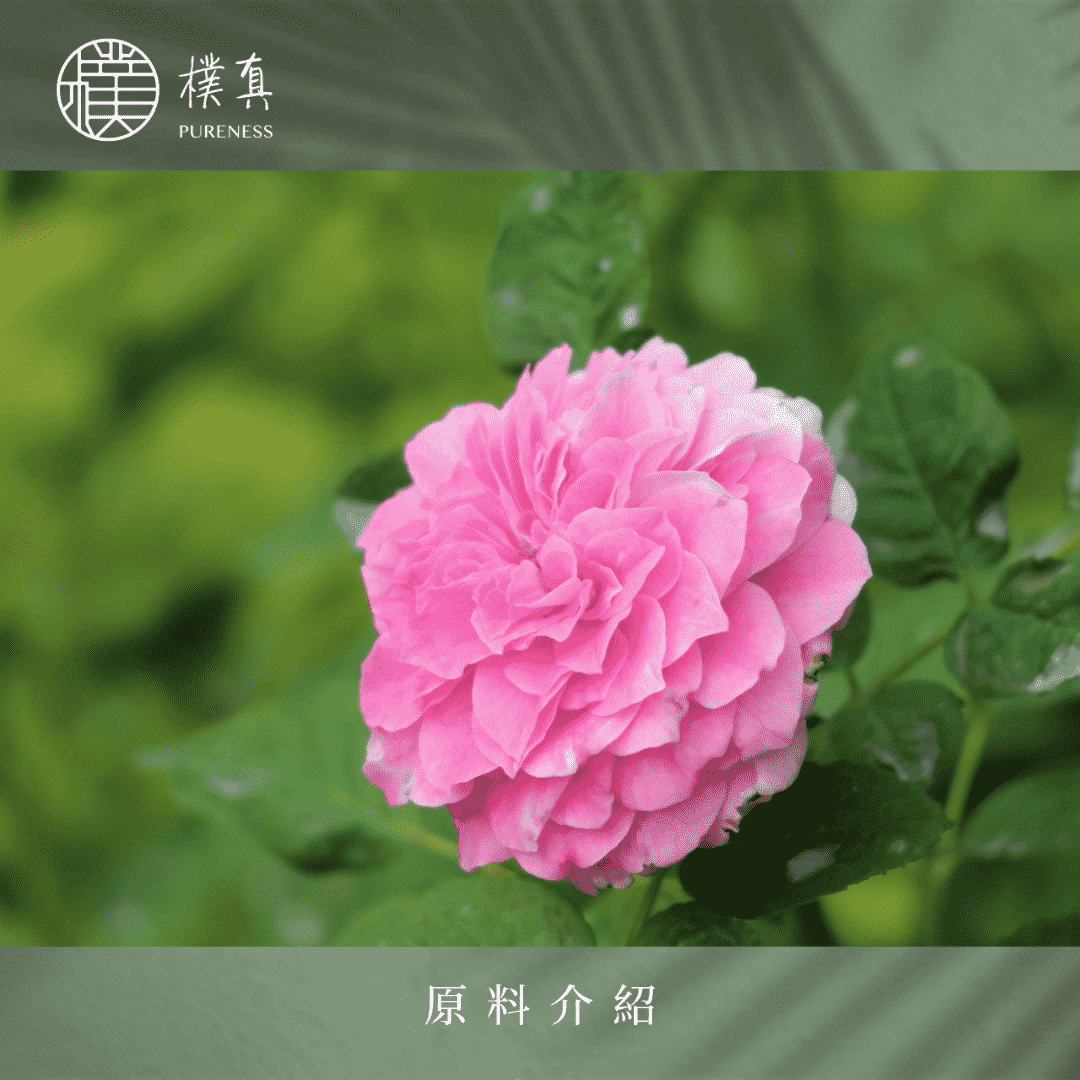 大馬士革玫瑰