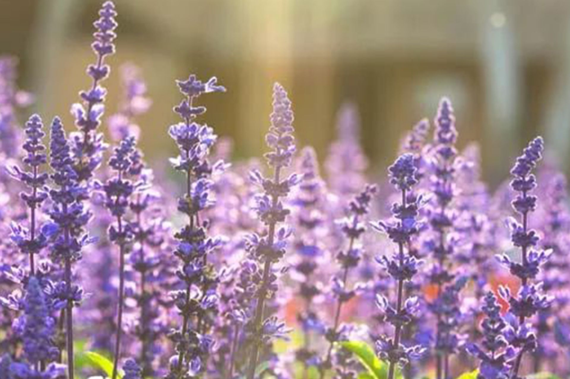 快樂鼠尾草 Clary sage