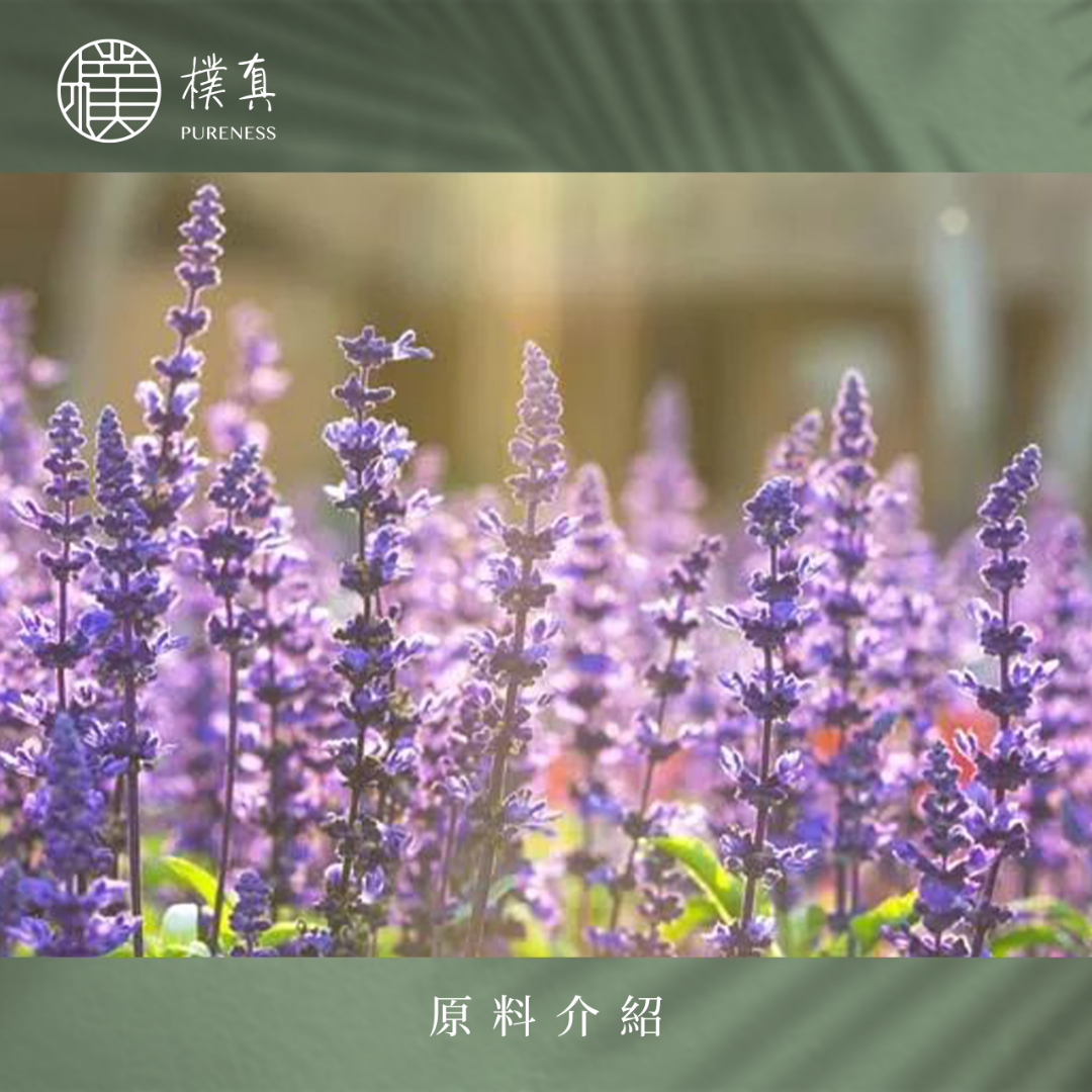 快樂鼠尾草