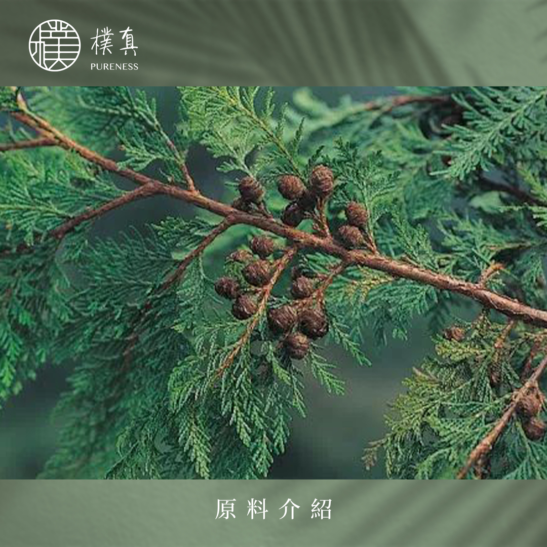 樸真官網分頁圖-檜木
