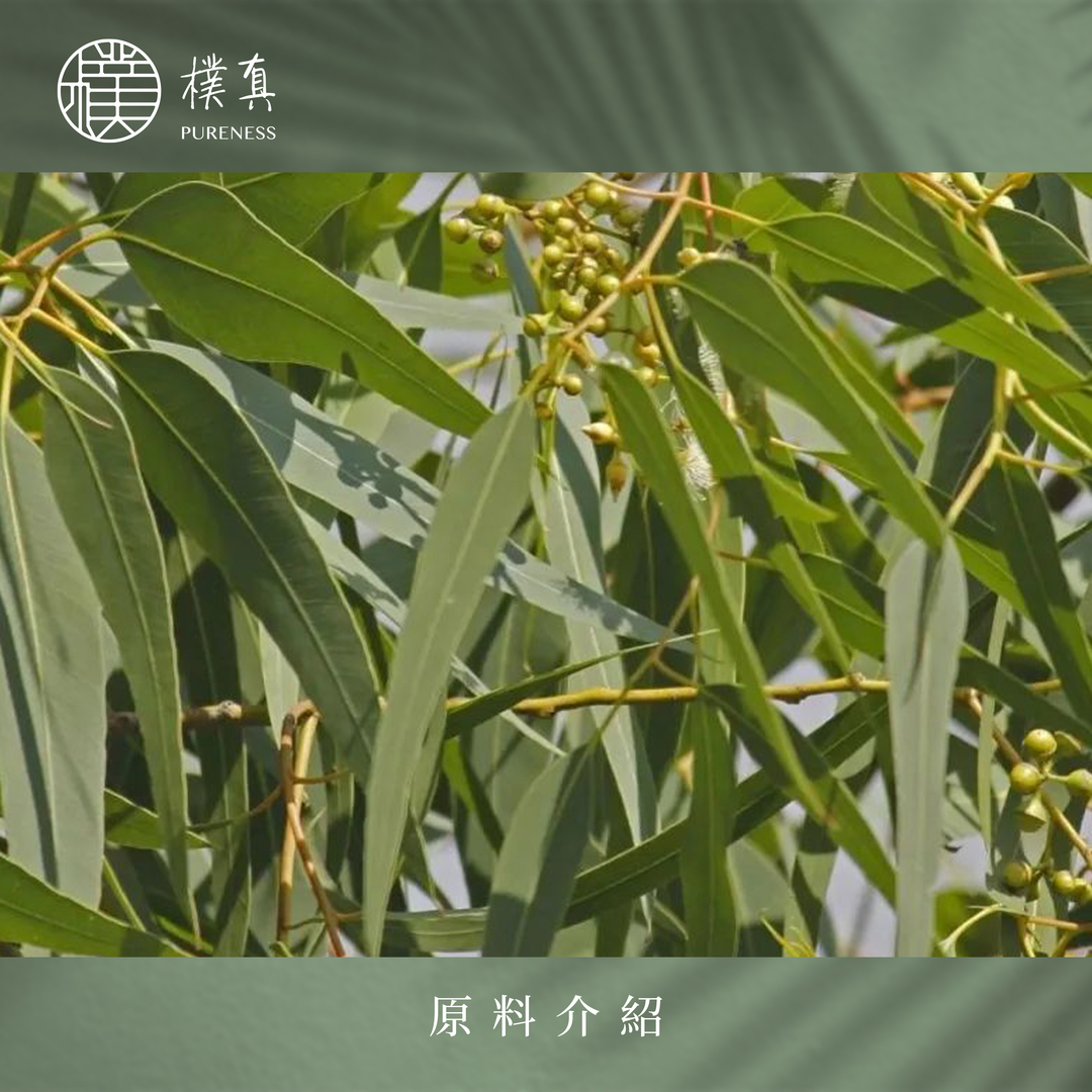 樸真官網分頁圖-澳洲尤加利