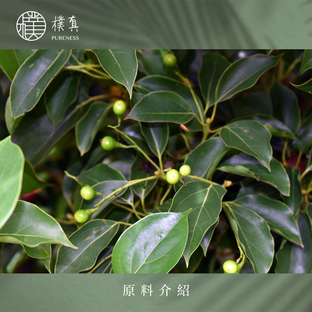 樸真官網分頁圖-羅文莎葉