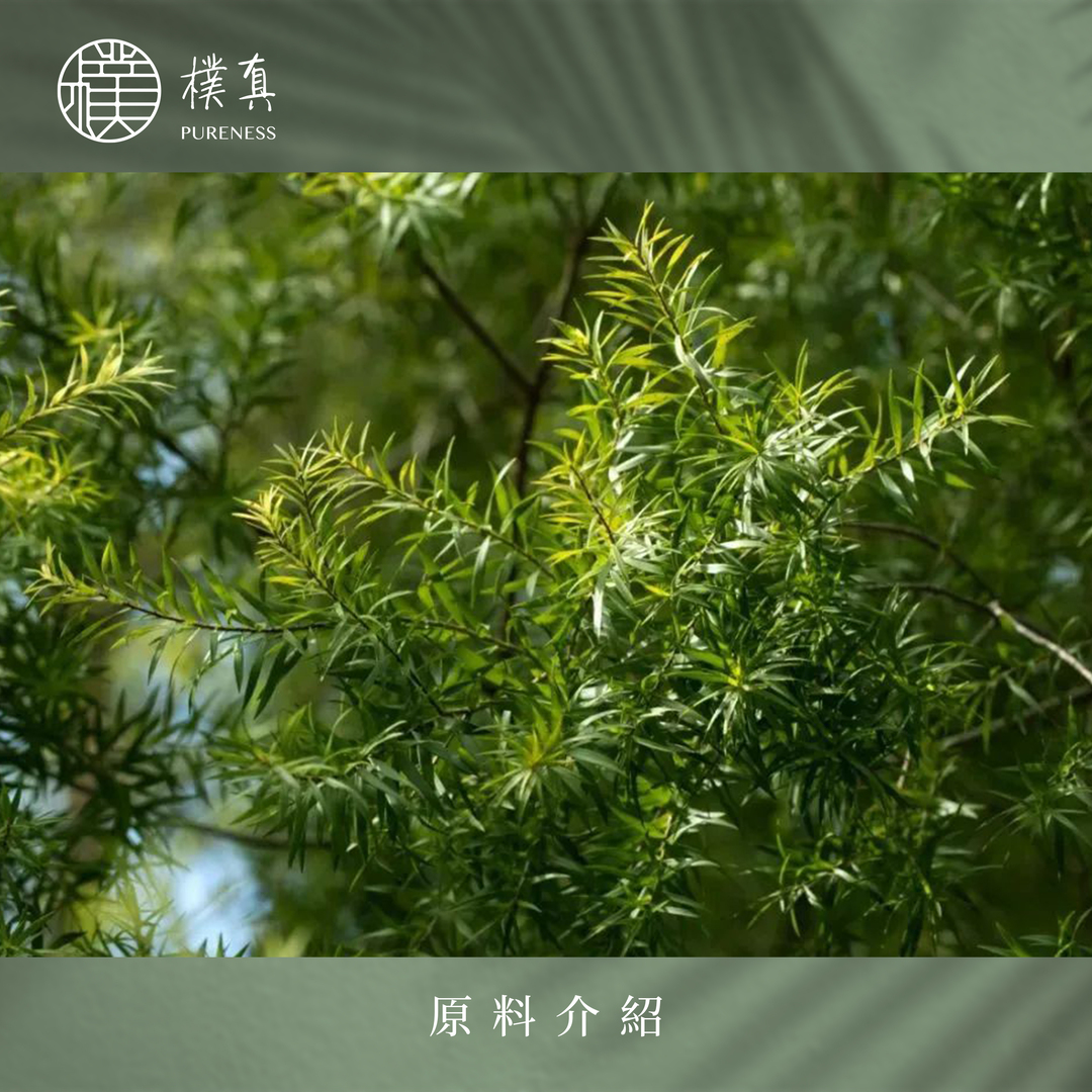 樸真官網分頁圖-茶樹