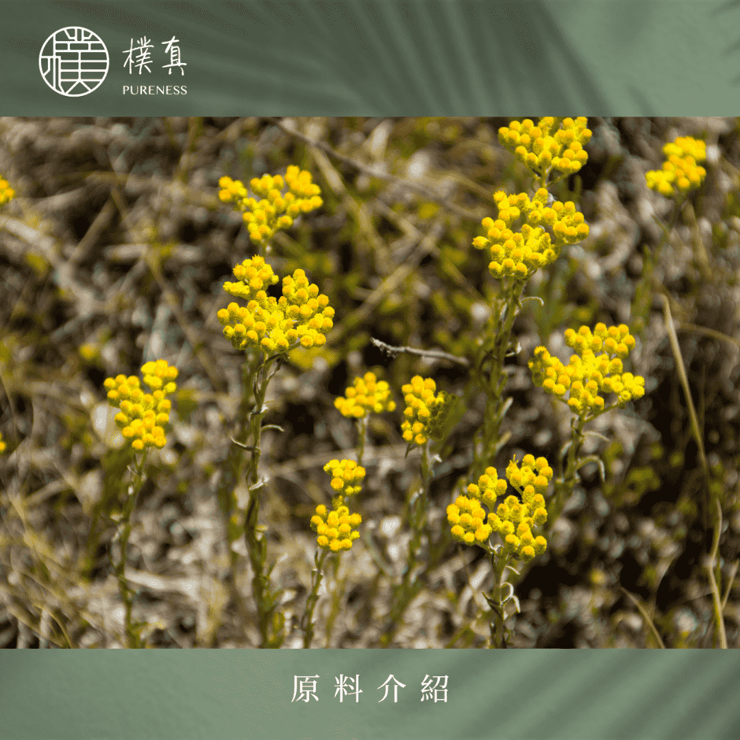 永久花