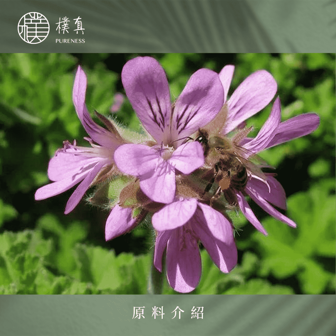 波旁天竺葵
