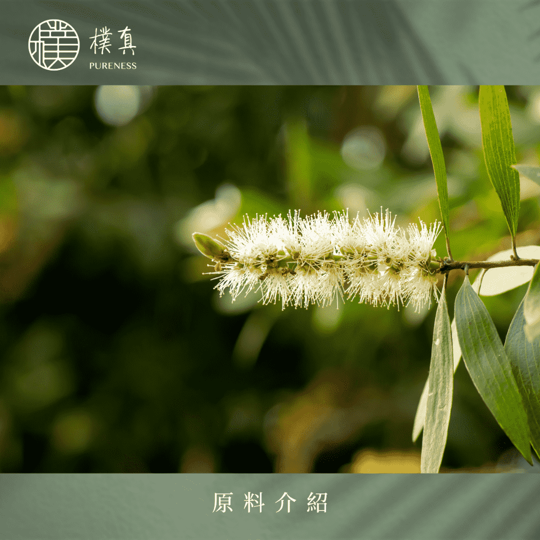 綠花白千層
