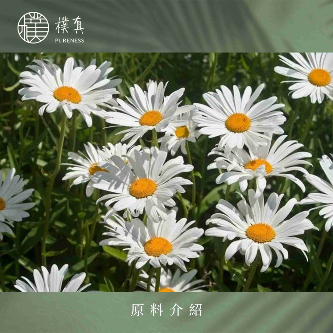 羅馬洋甘菊