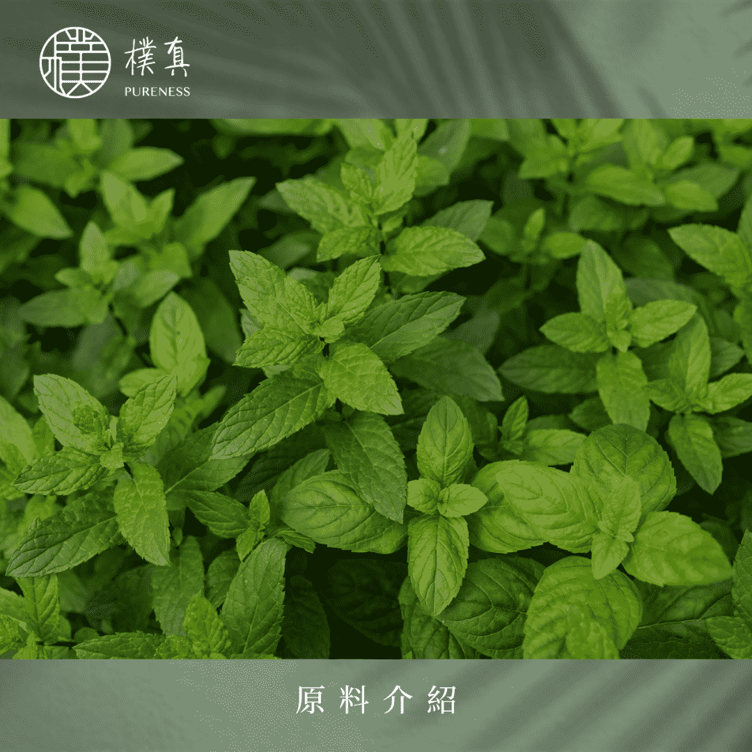 胡椒薄荷