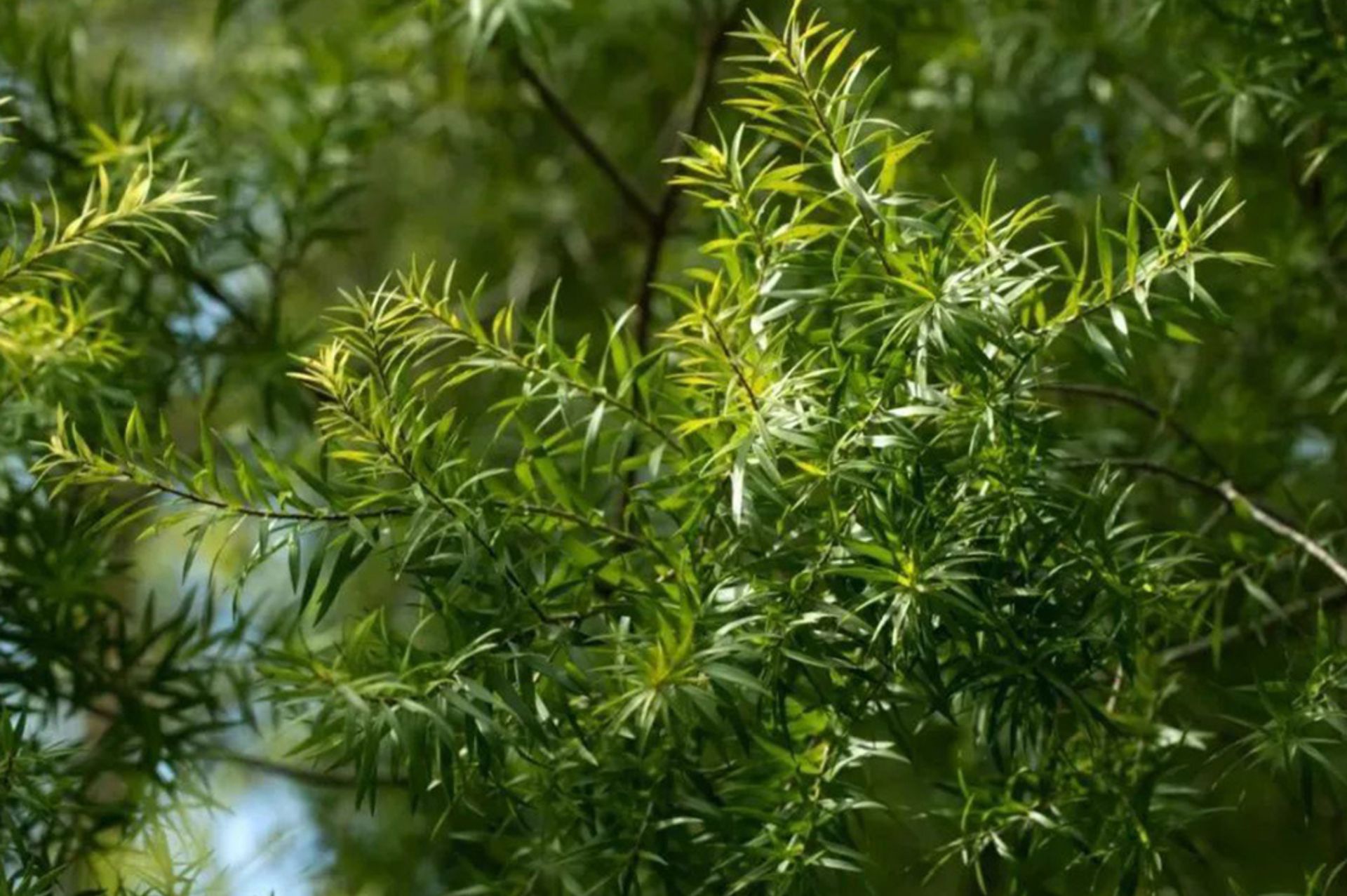 Tea tree