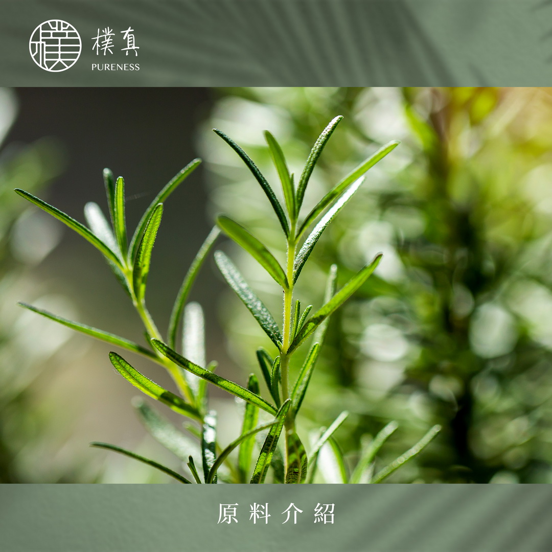桉油醇迷迭香分頁圖_20230116
