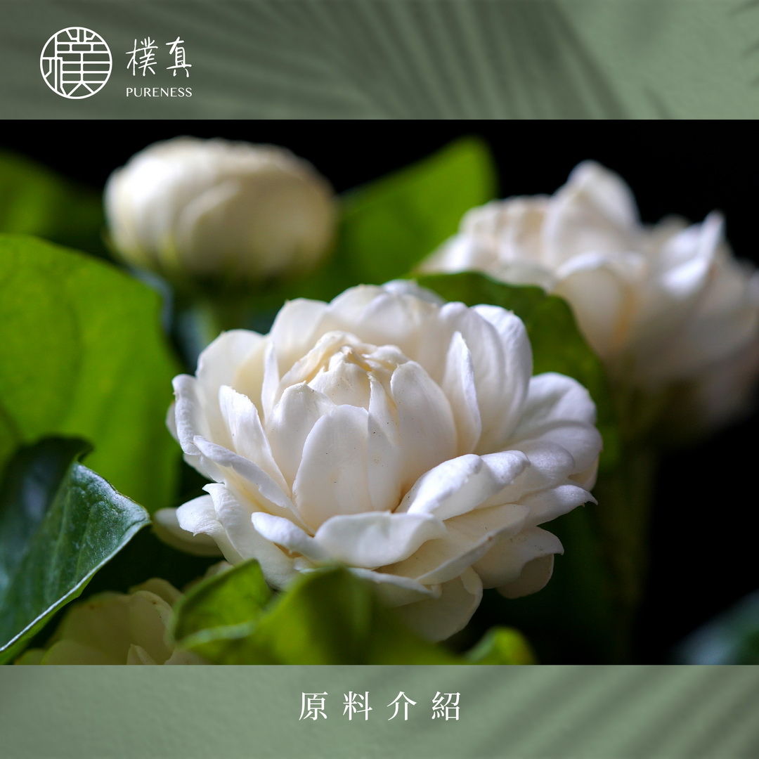 聖巴克茉莉分頁圖_20230116