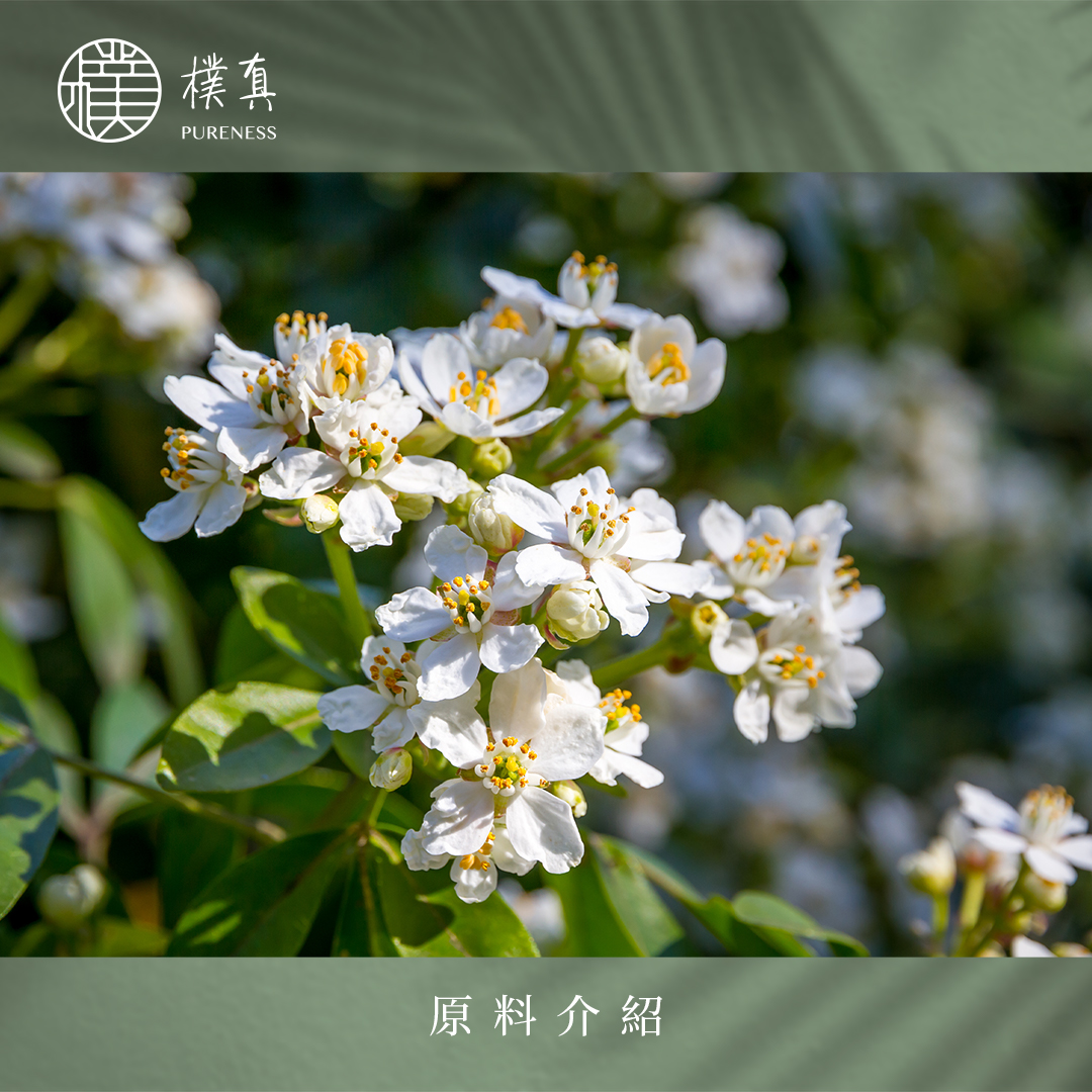 橙花分頁圖原料_20230201-橙花