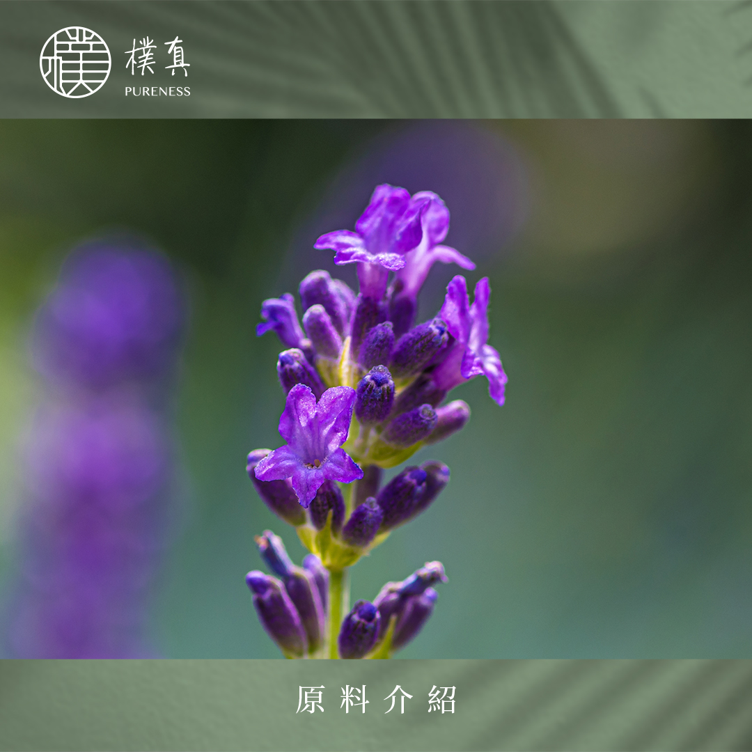 穗花薰衣草分頁圖原料_20230201