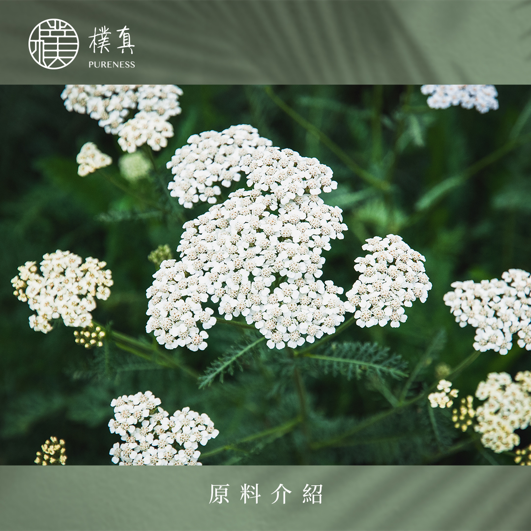 西洋蓍草分頁圖原料_20230201