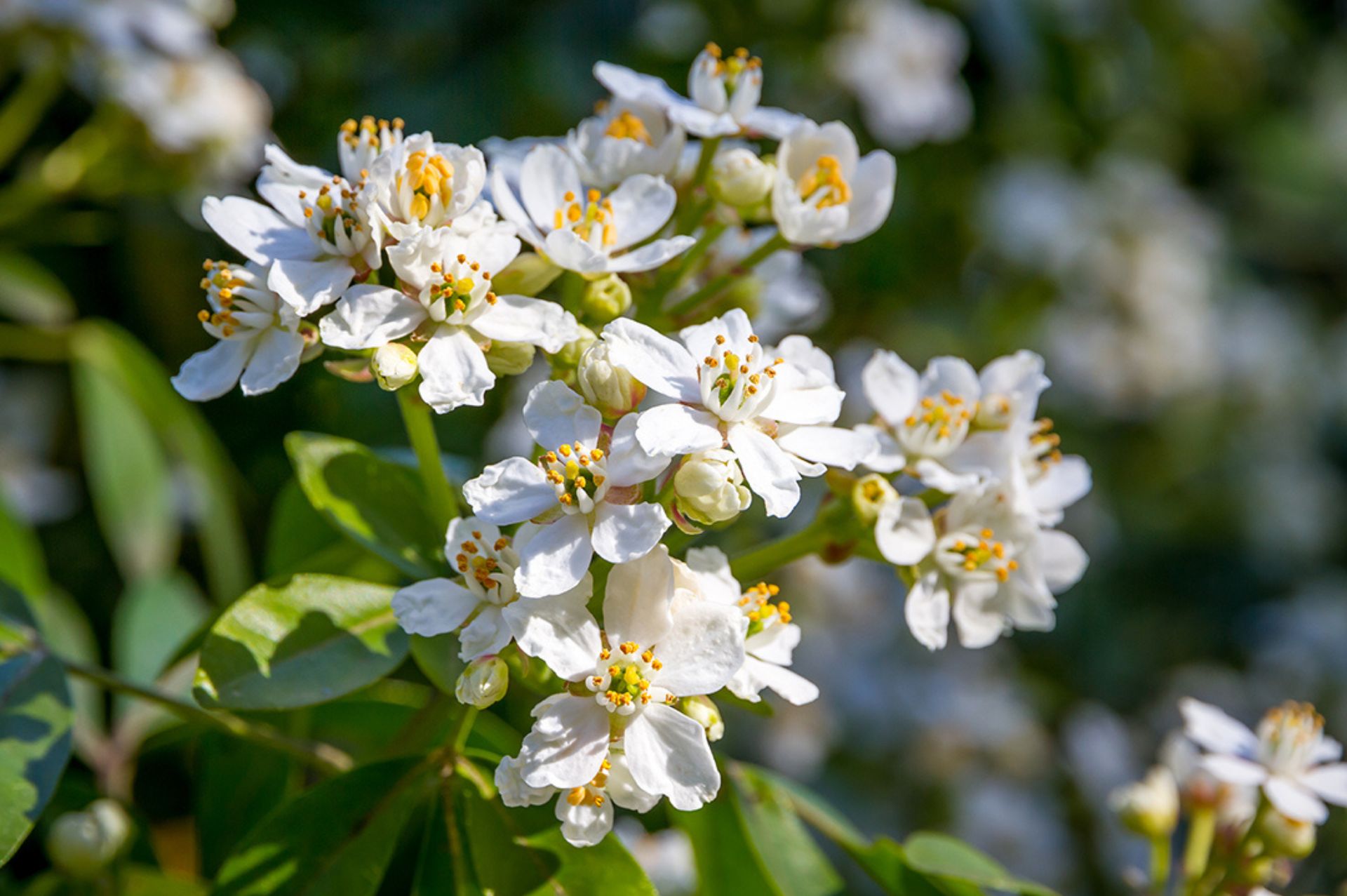 Neroli