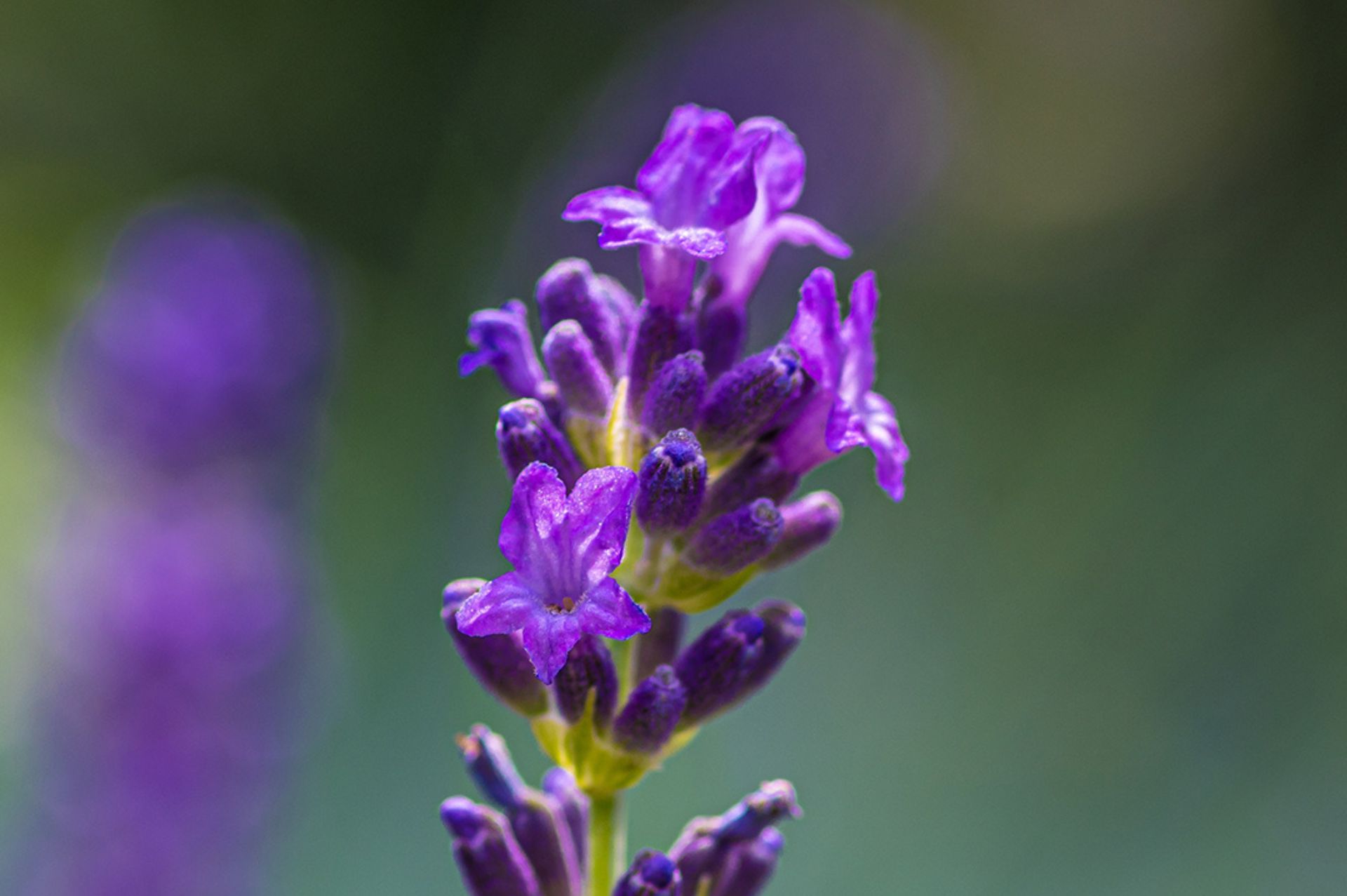 穗花薰衣草