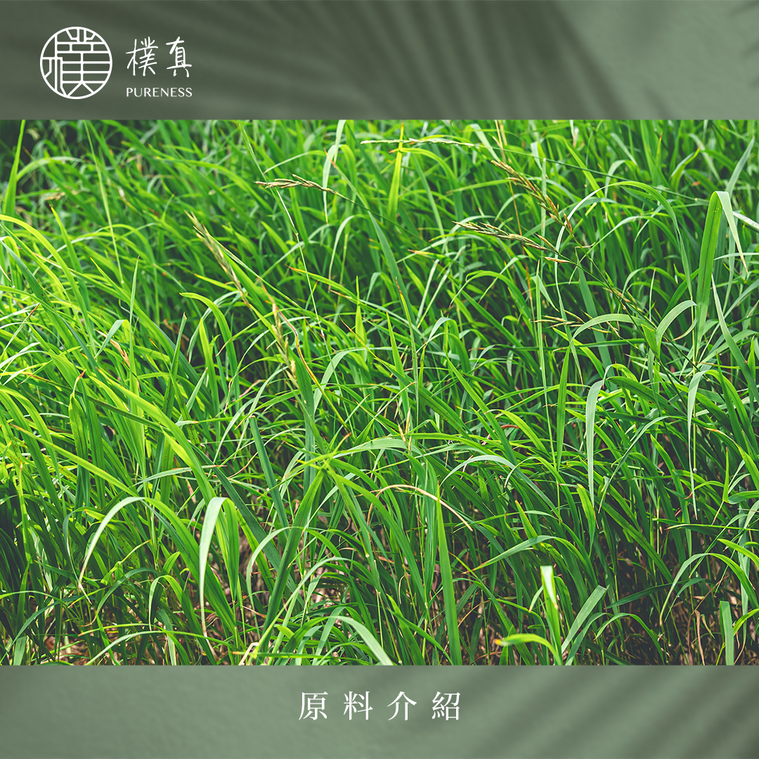 岩蘭草分頁圖