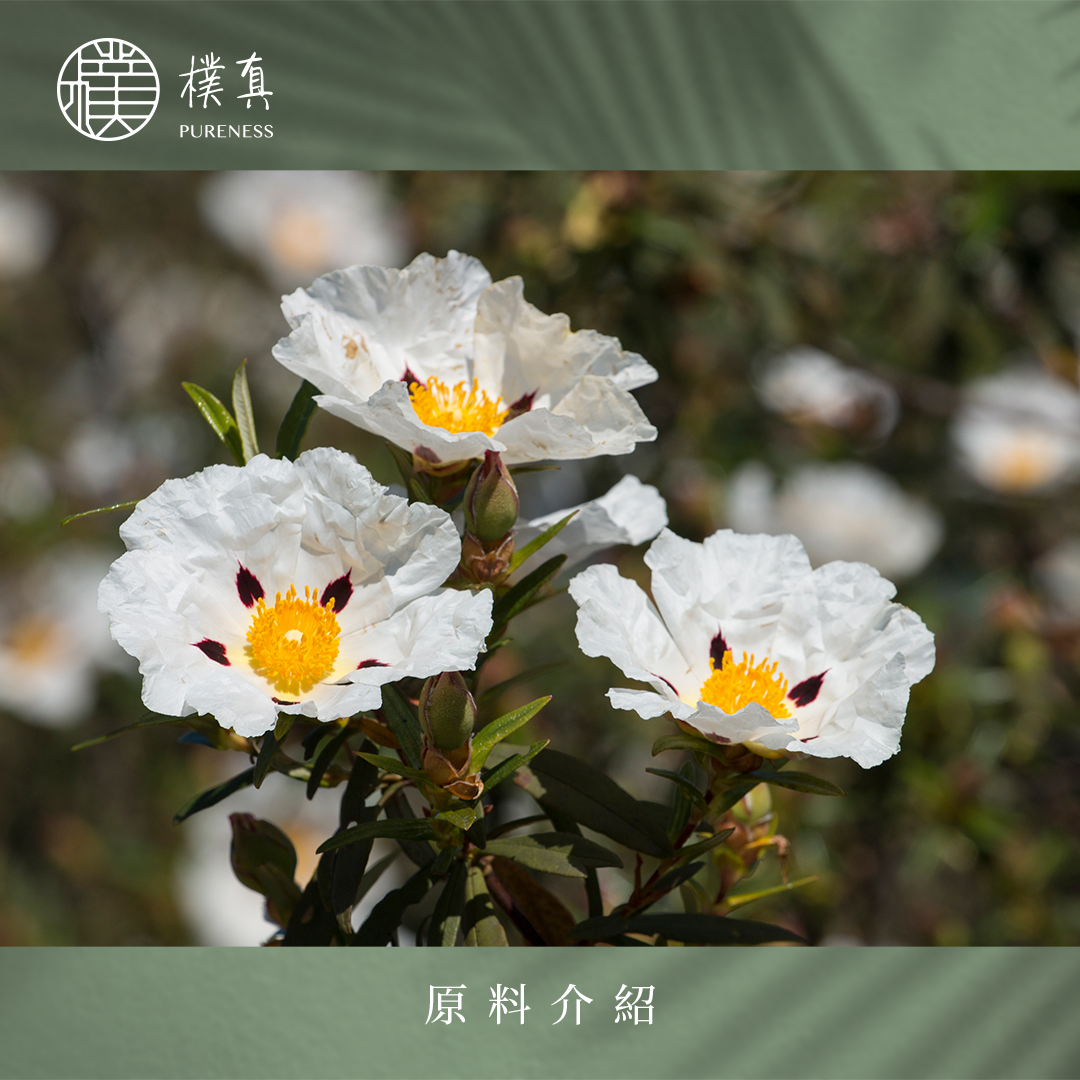 cistus