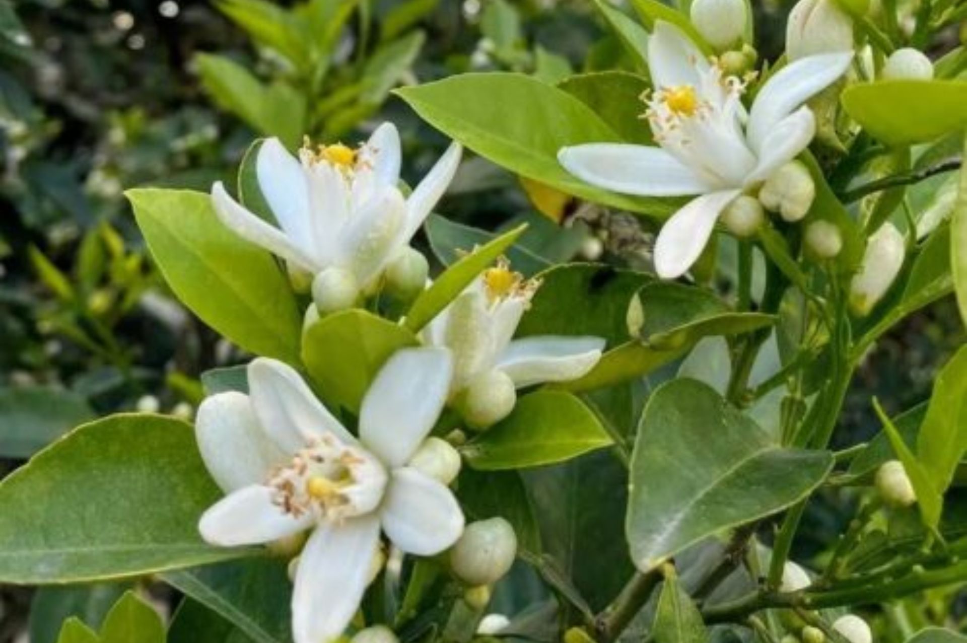 原料介紹|橙花 (Neroli) - 樸真精油專家