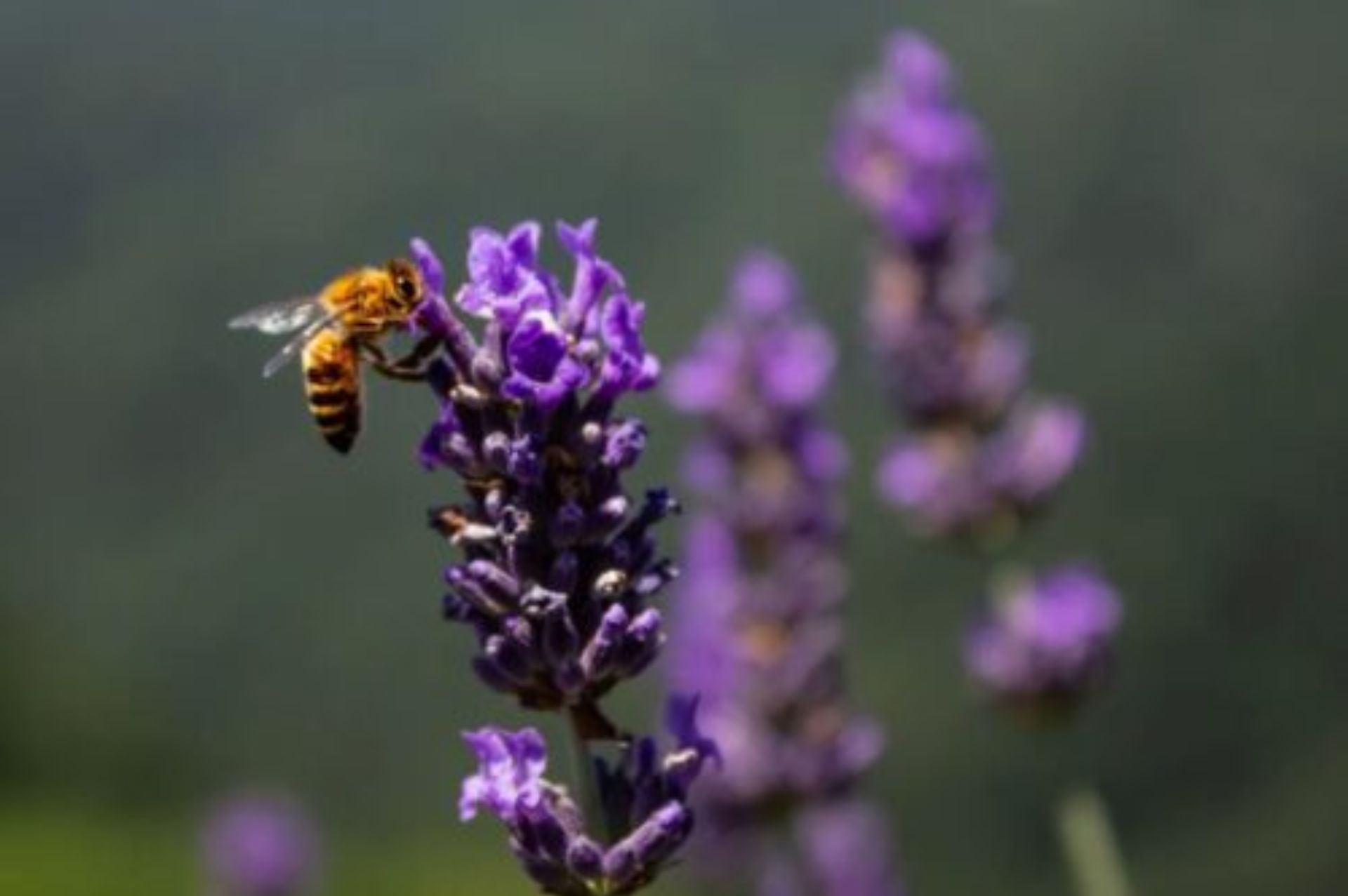 原料介紹｜穗花薰衣草(Lavender Spike) - 樸真精油專家