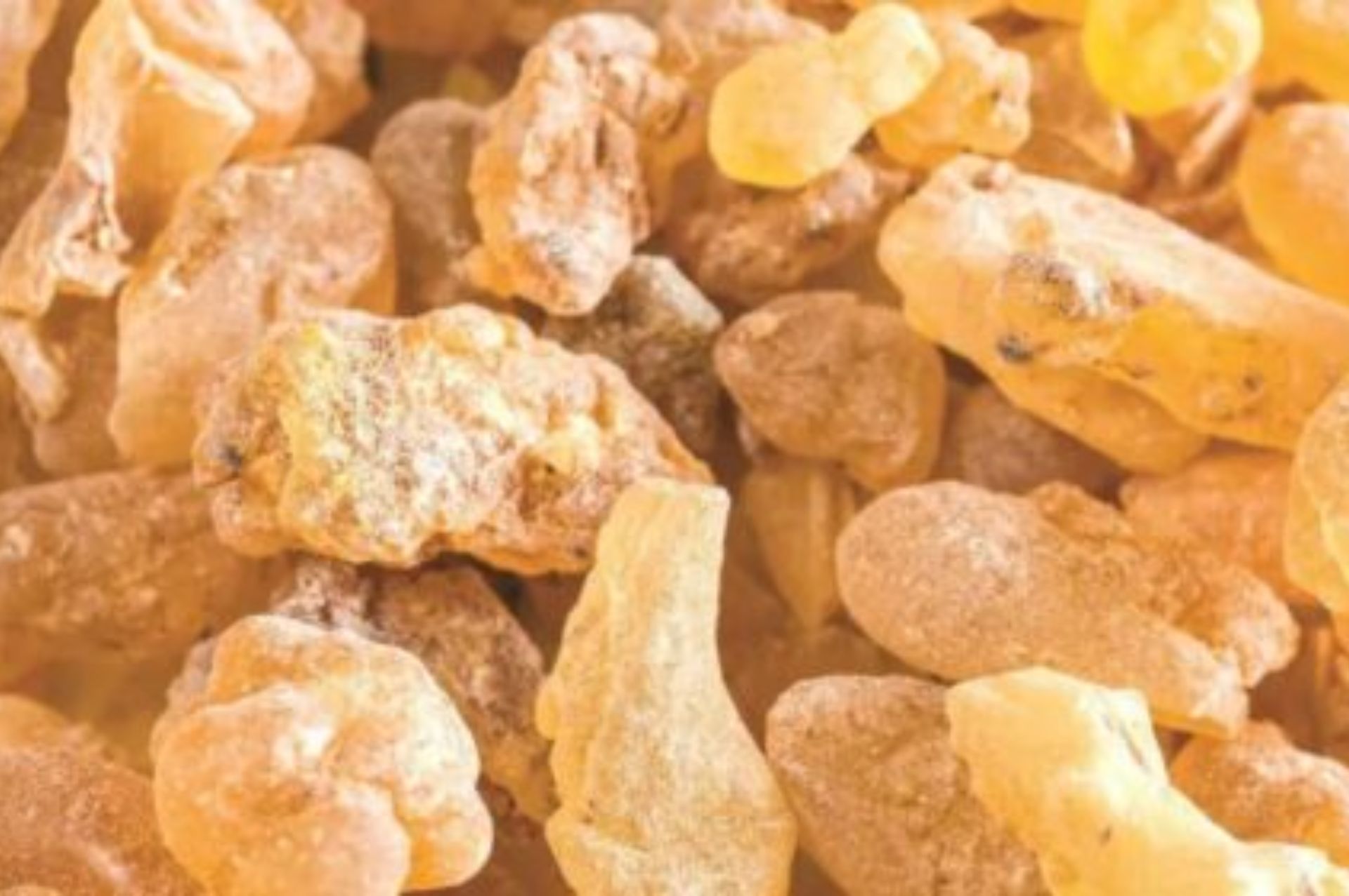 原料介紹｜索馬利亞乳香(Frankincense) - 樸真精油專家