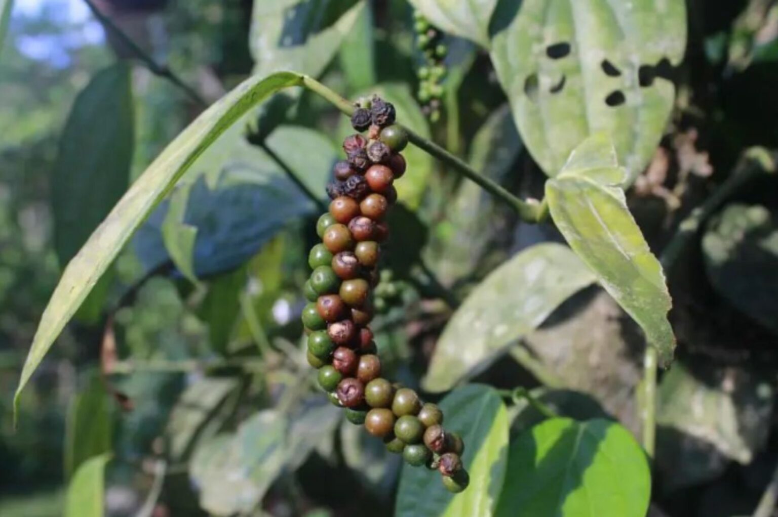 原料介紹｜黑胡椒 (Black Pepper) - 樸真精油專家