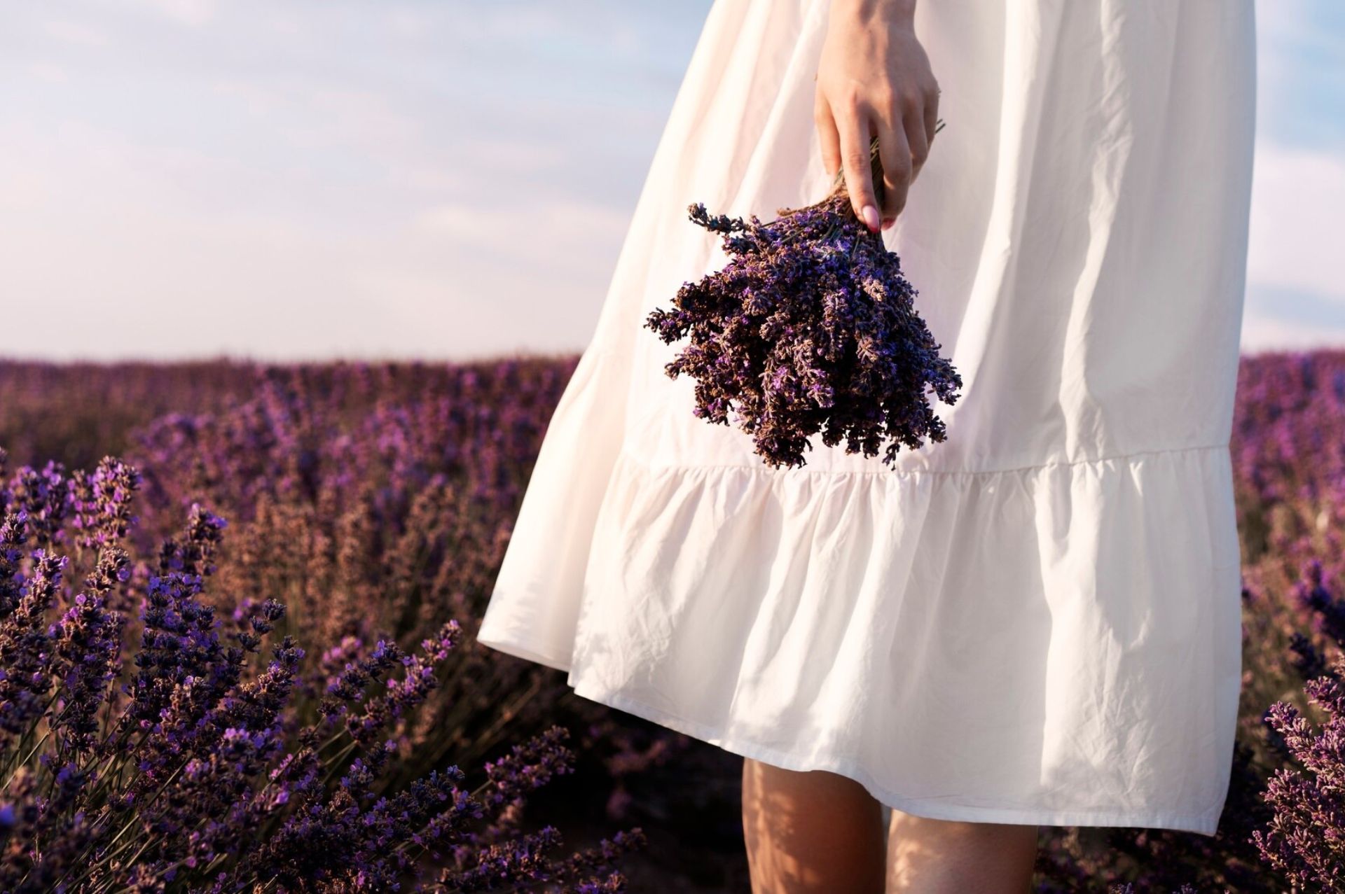 Lavender